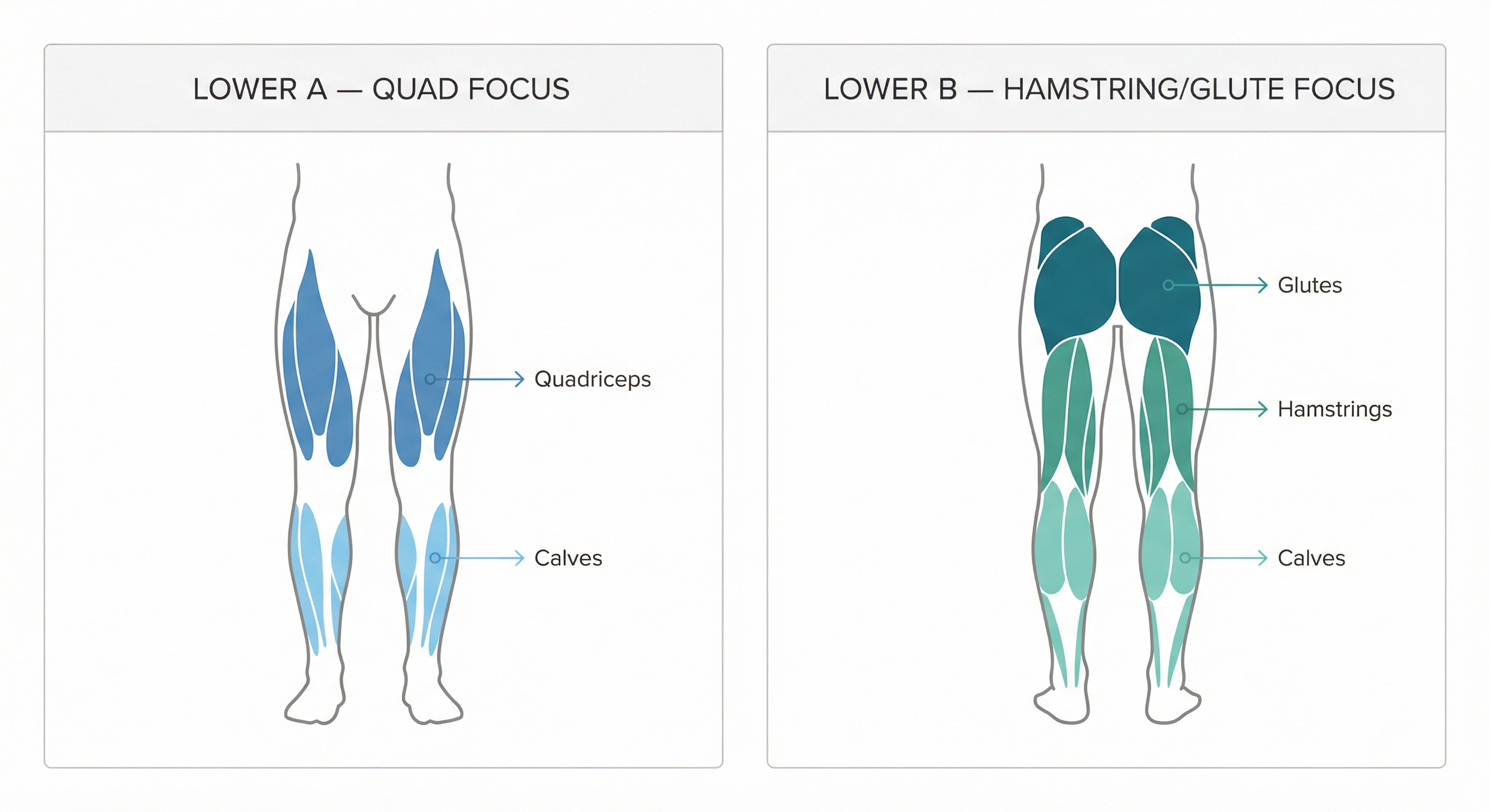 Lower Body Muscle Groups: Quad vs Hamstring/Glute Focus