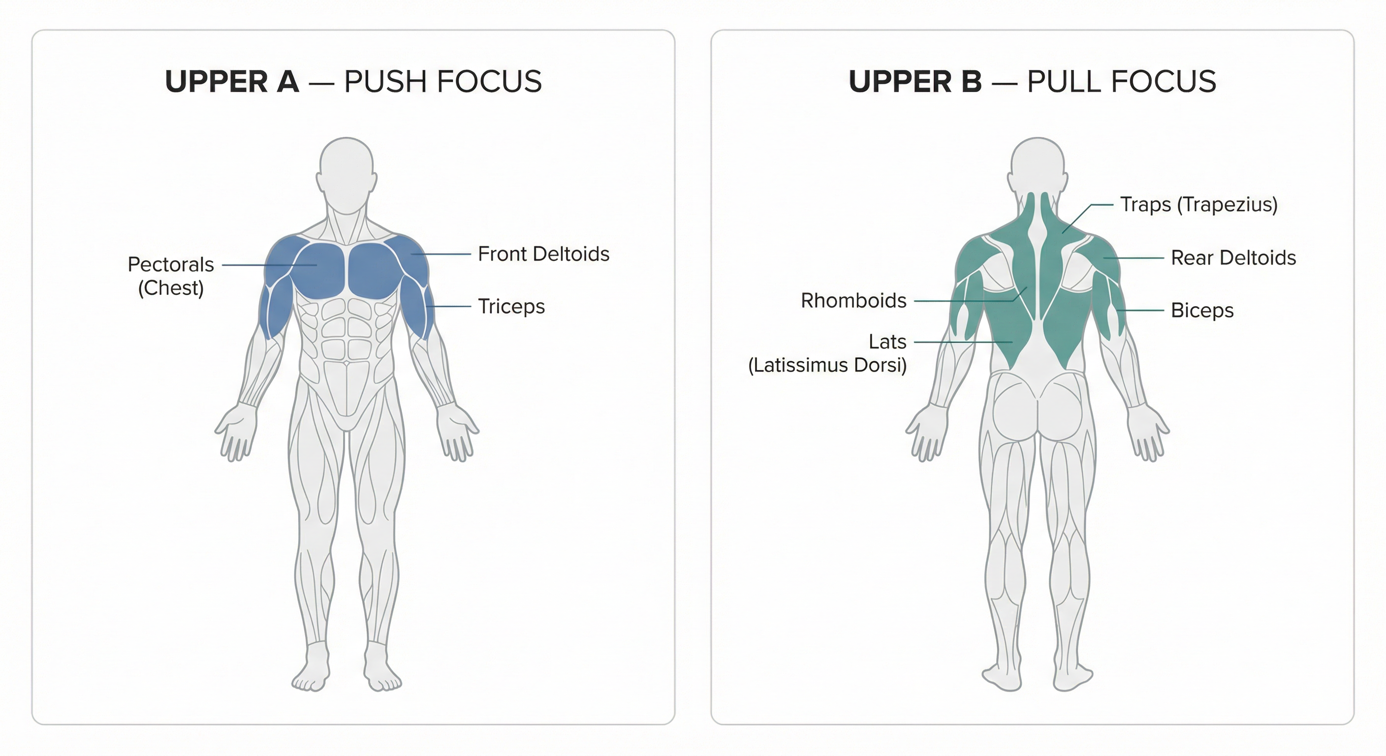 Upper Body Muscle Groups: Push vs Pull Focus